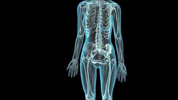 3D of Human Skeleton System on Black Background