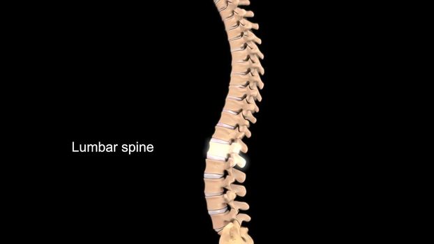 Lumbar Spine Anatomy .Pain in the Lumbar Spine