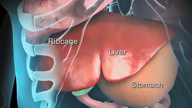 3D animated male internal organs anatomy
