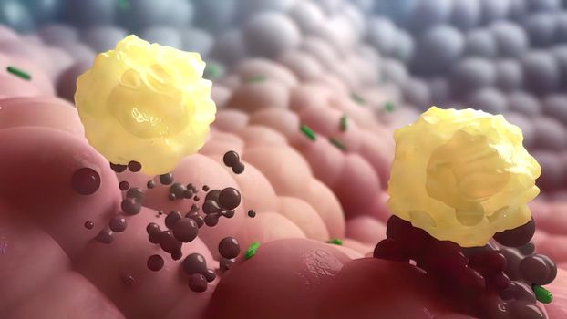 Memory T cell destroys infected cells