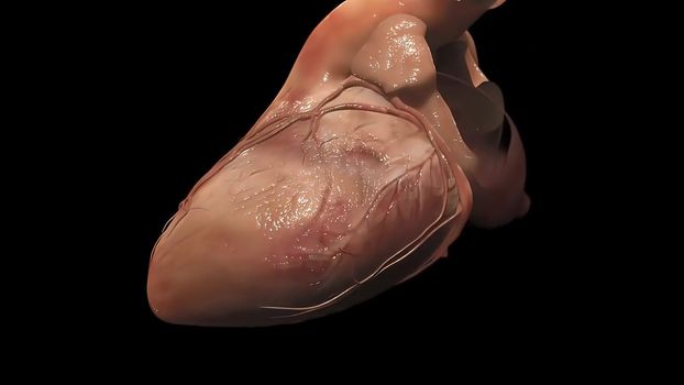 Cardiovascular system with beating heart