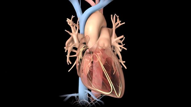 Human Circulatory System. Medically accurate of Heart with Vains and arteries.