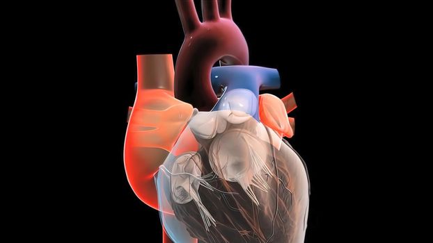 Chambers of the Heart The right atrium pumps blood from the veins to the right ventricle