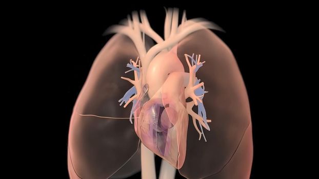Human heart, realistic anatomy