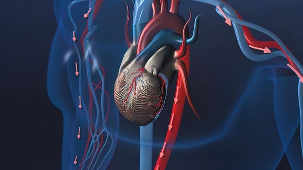 heart organs heart and veins