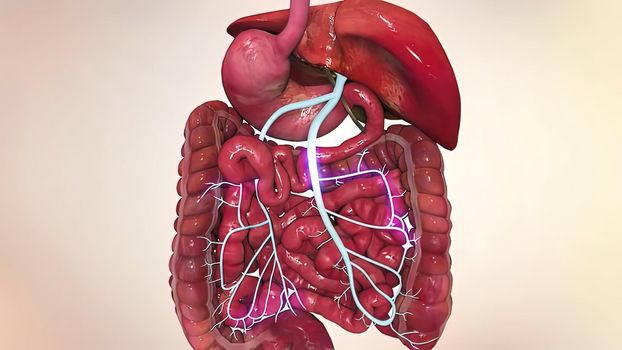 liver and colon cancer 3d medical