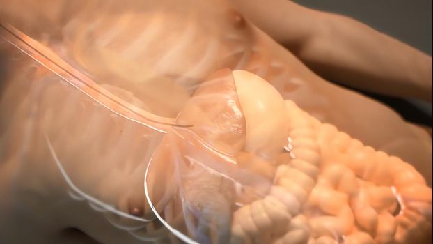 3D illustration Of The Human Internal Organ