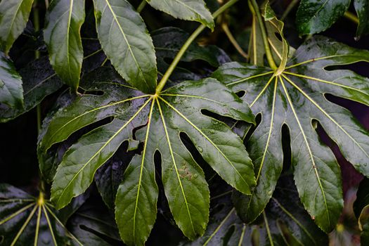 Close up of tropical leaves in rainy day