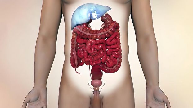 Animated representation of the human digestive system.