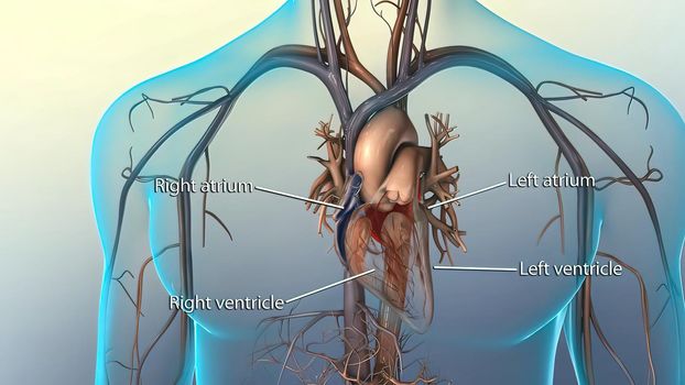 Systole causes the ejection of blood into the aorta and pulmonary trunk.