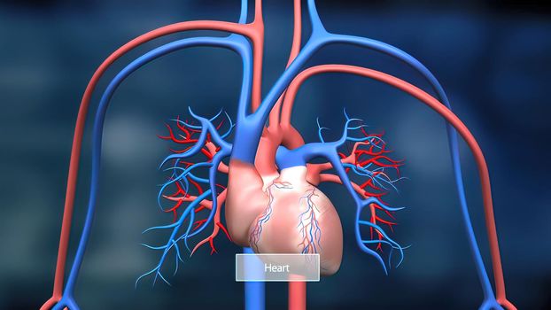 This features the heart and circulatory system and how they work.