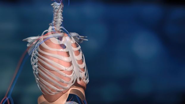 Human skeleton in blue background.Animated illustration of lung and aperture