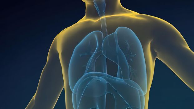 The diaphragm, located below the lungs, is the major muscle of respiration.