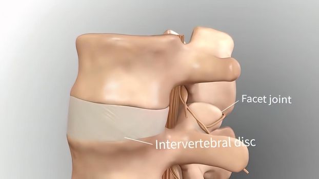 Spinal cord , normal intervertebral disc 3D