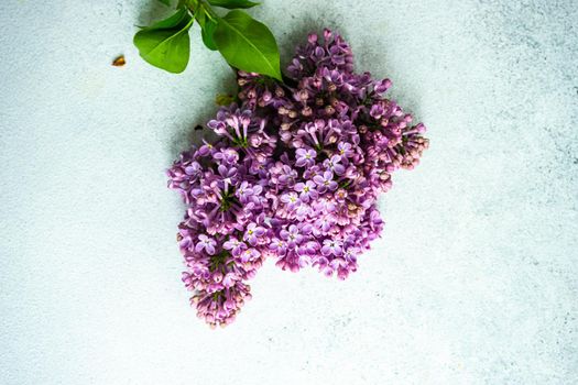 Fresh lilac flowers 