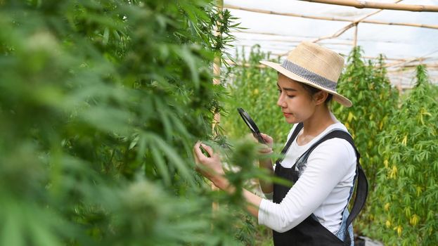 Asian woman farmer inspecting cannabis plants with magnifying glass. Business agricultural cannabis farm