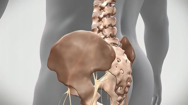Left lower lower back nerve problem. 3D Medical 3D illustration