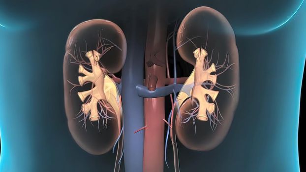 3D of Human kidneys, Purification in nephrons