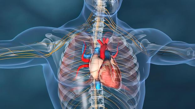 Human Circulatory System Heart Beat Anatomy Concept. 3D