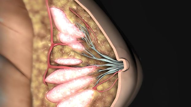 The mammary gland