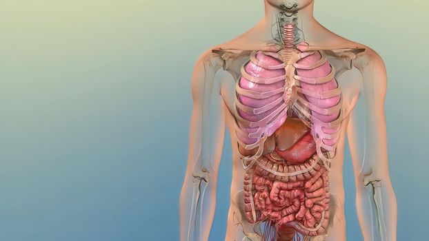 3D of Human Internal Organs.