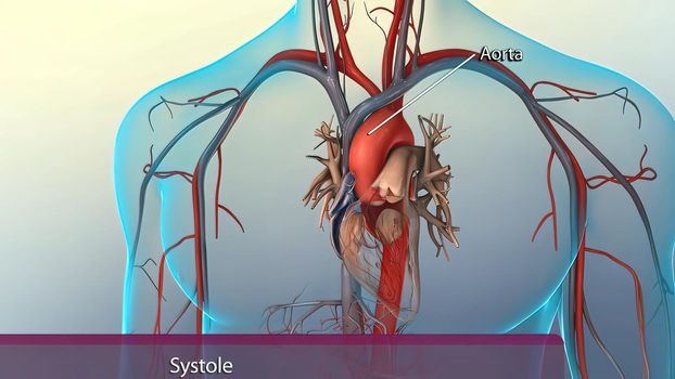 Systole causes the ejection of blood into the aorta and pulmonary trunk.