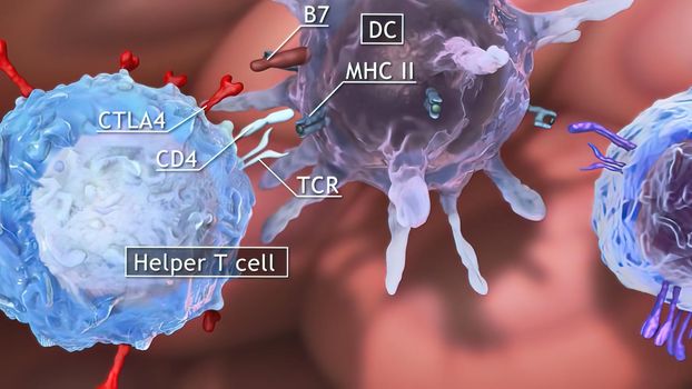 The T helper cells (Th cells), also known as CD4 cells or CD4-positive cells, are a type of T cell that play an important role in the immune system