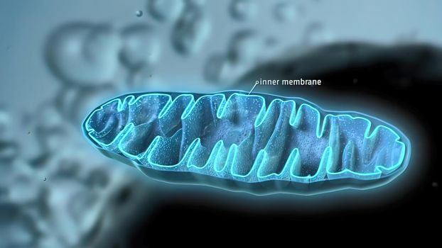 Organization and dynamics of human mitochondrial DNA. Mitochondria and dna struc