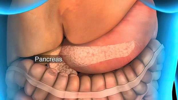 3D animated male internal organs anatomy