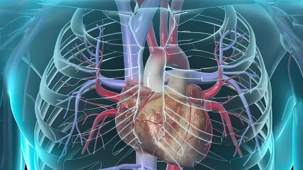 The vessels of the cardiovascular system are the heart, arteries, capillaries, and veins.