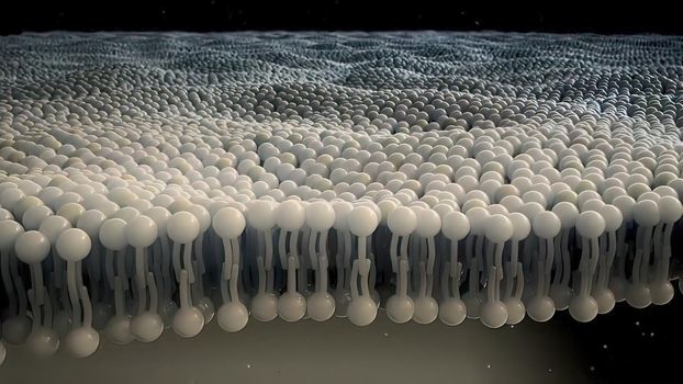 Animated clip showing the lipid layer