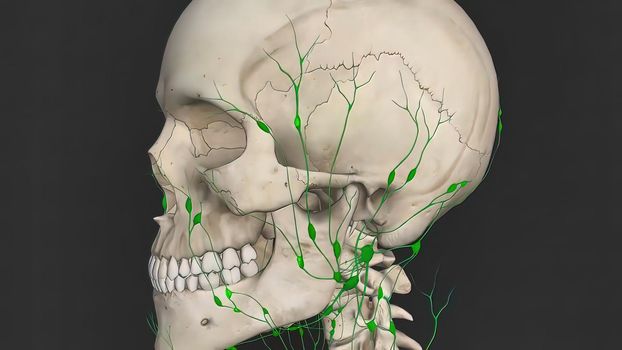 Lymphatic system, which is part of the immune system and completes the circulatory system