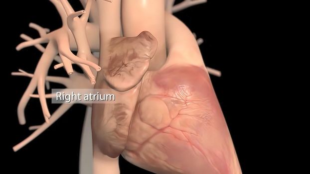 Human heart, realistic anatomy