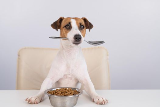 Jack Russell Terrier dog sits at a dinner table with a bowl of dry food and holds a spoon in his mouth.