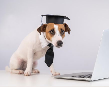 Jack Russell Terrier dog dressed in a tie and an academic cap works at a laptop on a white background.