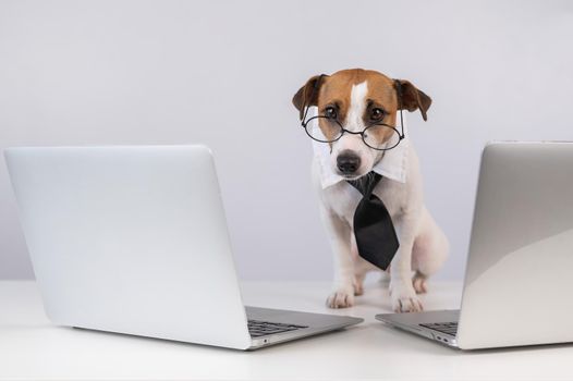 Jack Russell Terrier dog in glasses and a tie sits between two laptops on a white background.
