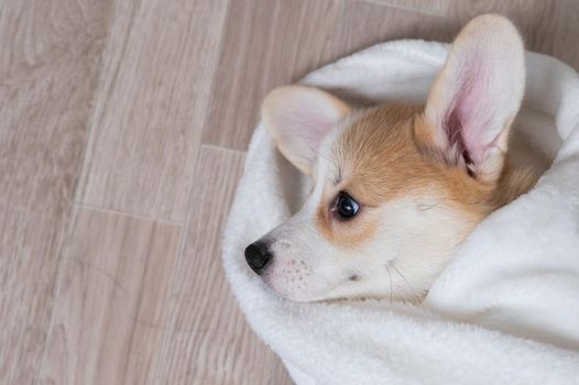 Woman wrapped a red corgi puppy in a blanket.
