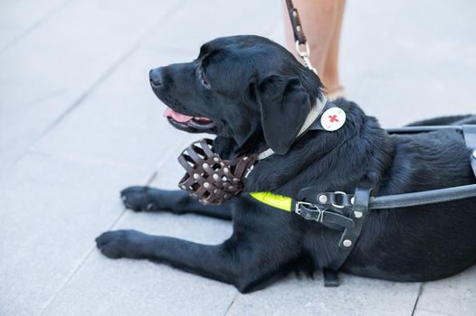 Black Labrador working as a guide dog for a blind woman.