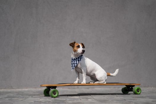 Jack Russell Terrier dog dressed in a plaid bandana rides a longboard.