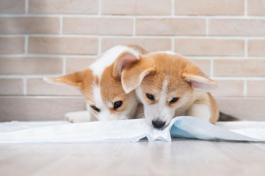 Two pembroke corgi puppies on a disposable diaper.