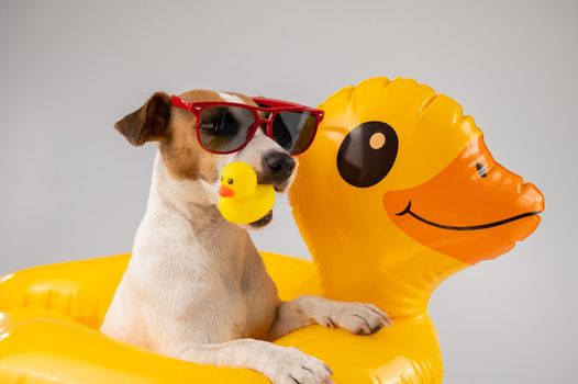 Jack Russell Terrier dog in sunglasses in an inflatable circle holds a rubber duck on a white background. Isolate.