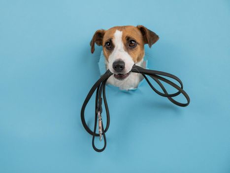 The head of a Jack Russell Terrier dog sticks out through a hole in a paper blue background with a leash in his teeth.