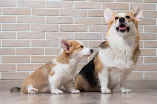 Pembroke corgi mom and puppy on the background of a brick wall. Dog family.