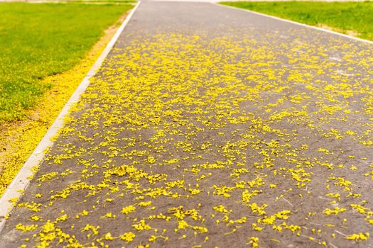 pedestrian path in the city park strewn with yellow spring flowers