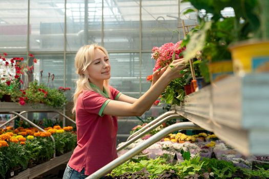 Woman shopping for colorful flowers in garden center