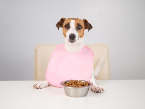 Dog jack russell terrier at the dinner table in a pink bib.