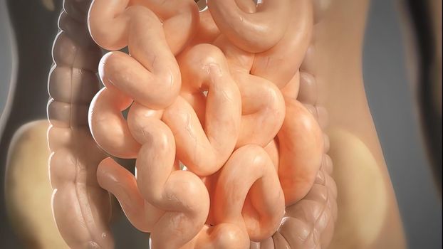 Realistic 3D Medical of Intestinal Workings