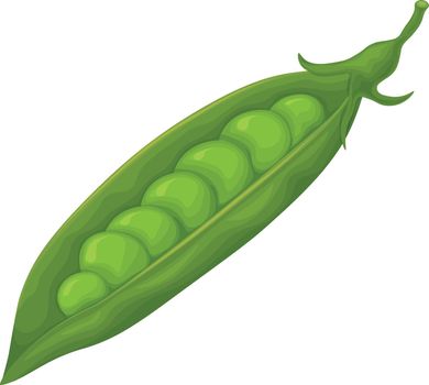 Green peas. Fresh vegetable. Peas from the garden. A ripe pod of green peas. Vector illustration isolated on a white background
