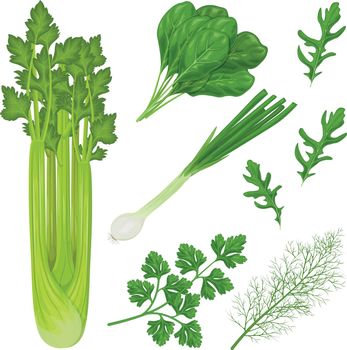 Spicy herbs from the garden. A set of medicinal herbs such as parsley, spinach, dill, arugula and also vegetables onion and celery. Collection of vegetables and herbs. Vector