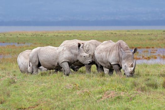White rhinoceros - Lake Nakuru National Park